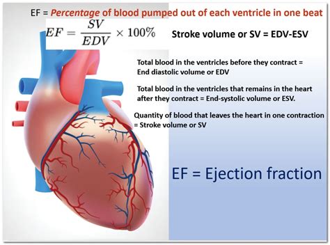 lvef and contractile performance